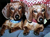 Two dachshunds